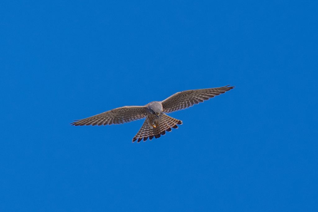 猛禽がサンタクロース　お食事
