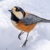 雪野鳥