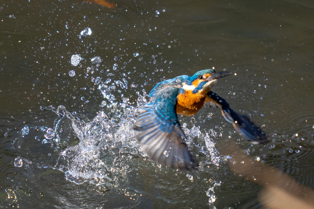 クリスマスカワセミ