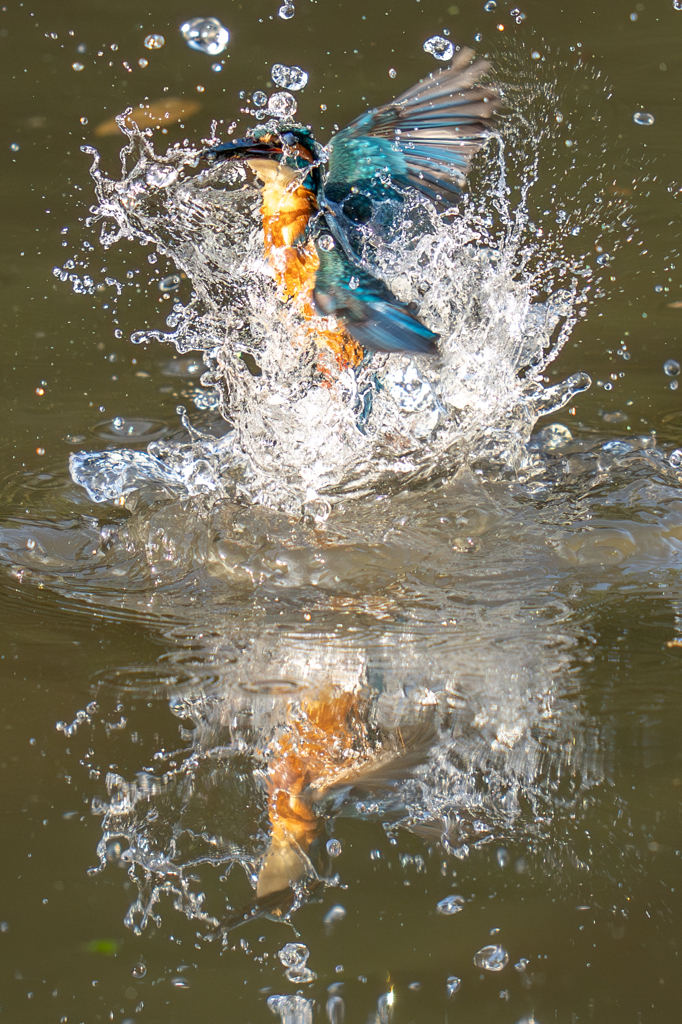 鏡の国のカワセミ