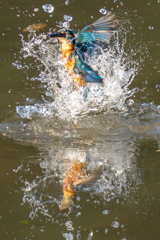 鏡の国のカワセミ