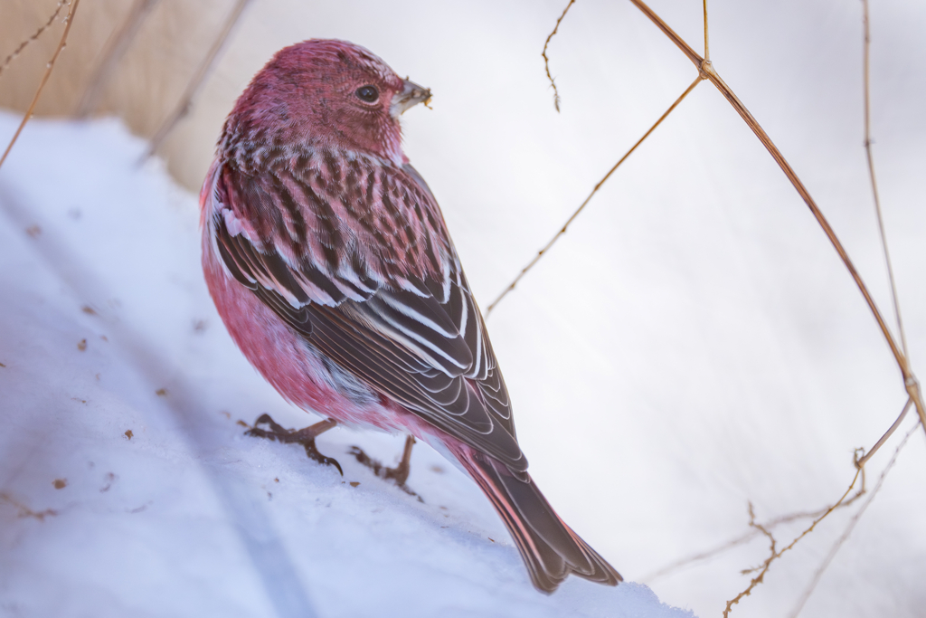 雪野鳥
