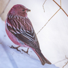 雪野鳥