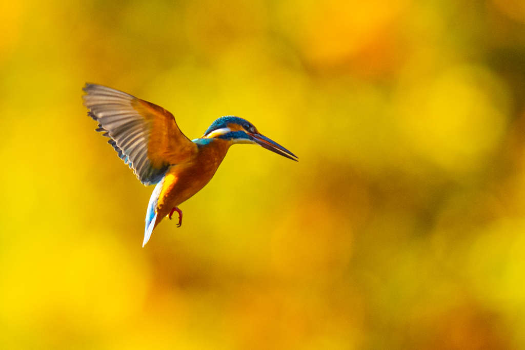 紅葉ホバ　ー　壱ノ型