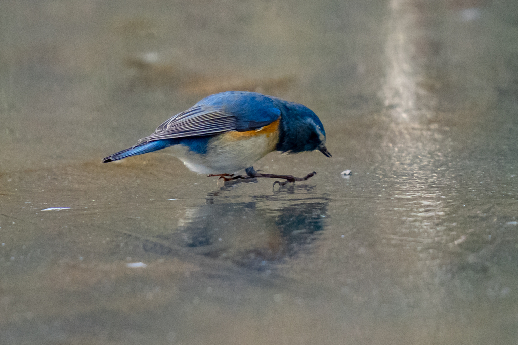 スケーティング