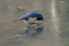 スケーティング