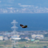 鷹の渡り
