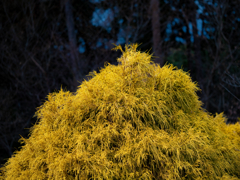 野草園のひととき