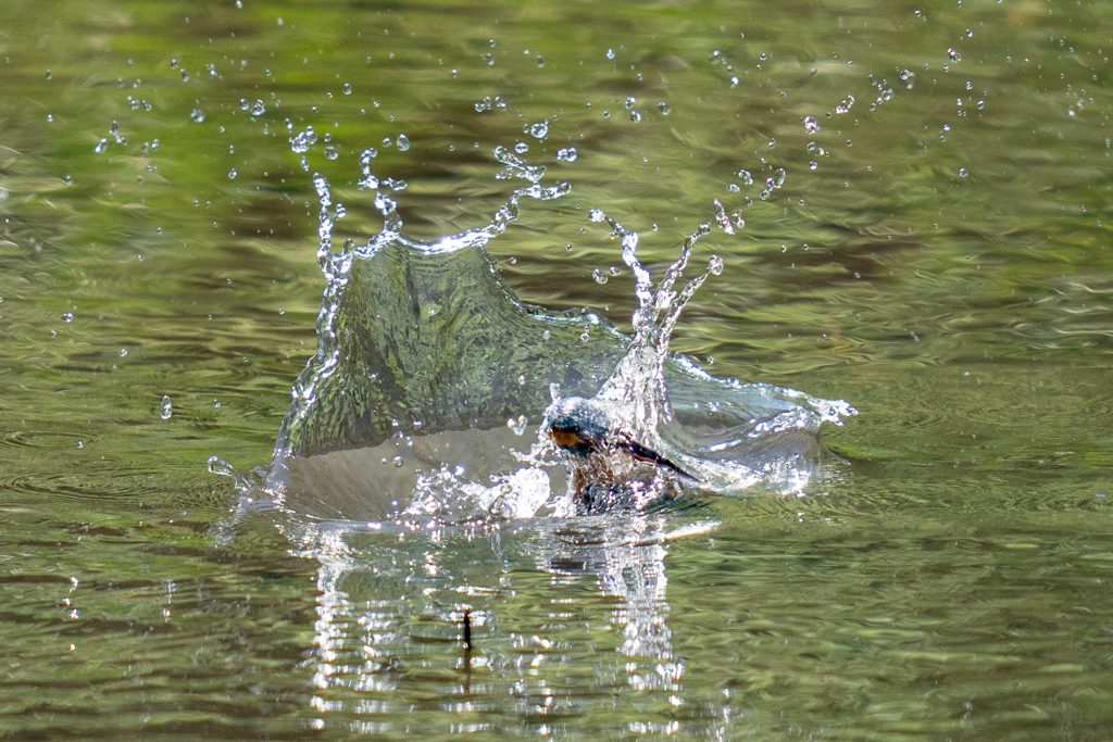 ちょっと水浴び