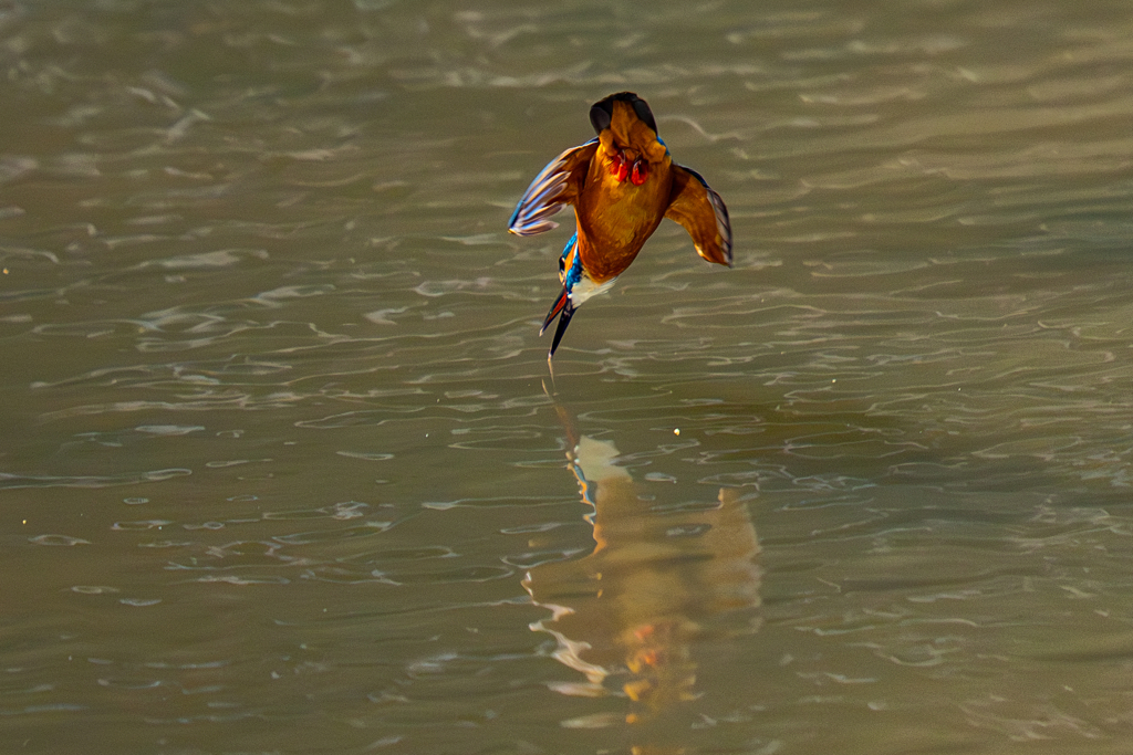 カワセミの生活