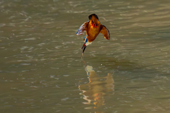 カワセミの生活