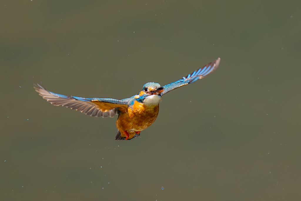 カワセミの生活