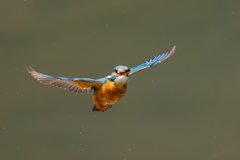 カワセミの生活