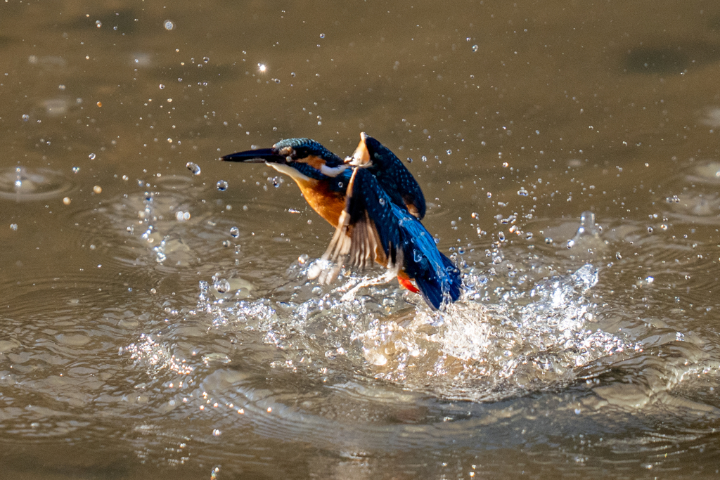 先週のカワセミ