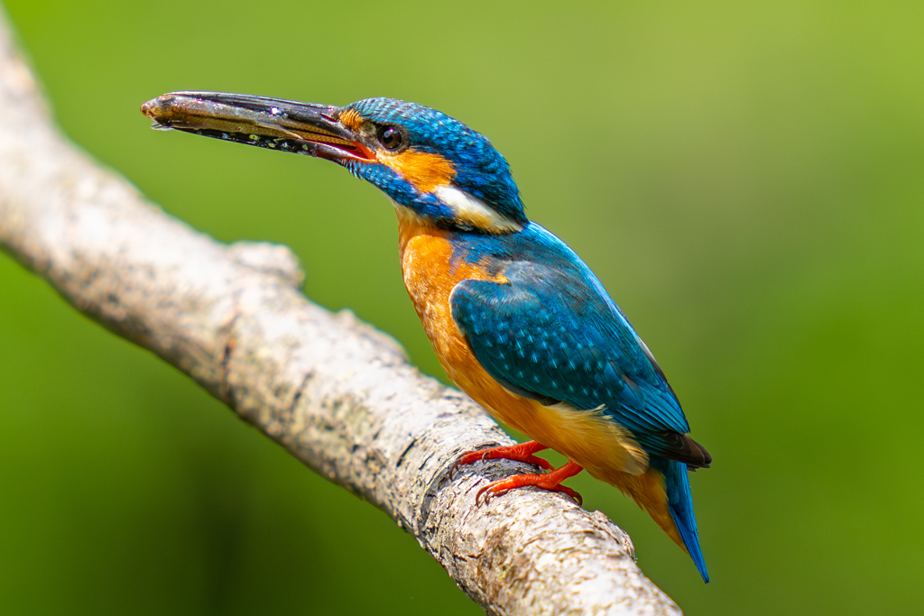 カワセミの生活