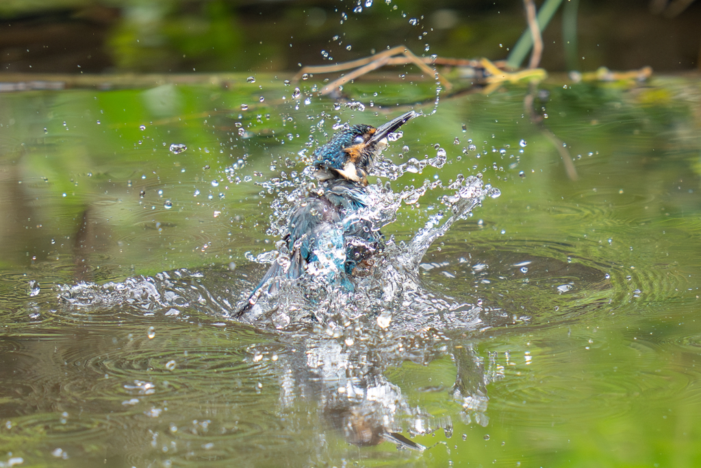 カワセミの生活