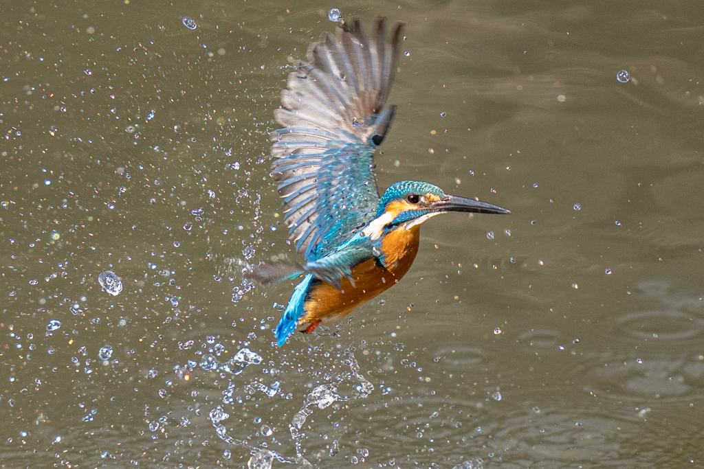 今日のカワセミ