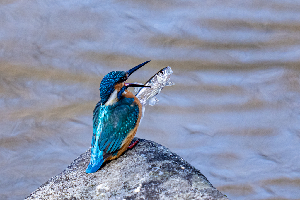 キャッチアンドリリース