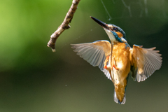 新緑カワセミ 新緑カワセミ
