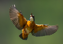 カワセミの生活