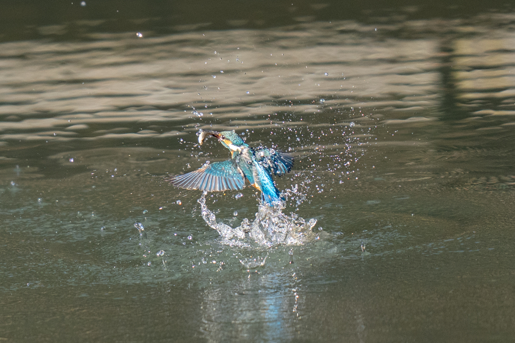 松の内カワセミ
