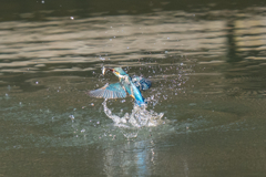 松の内カワセミ