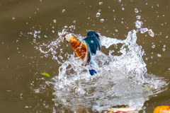 先週のカワセミ