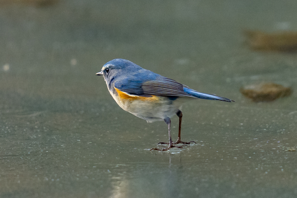ルリビタキオンアイスショー
