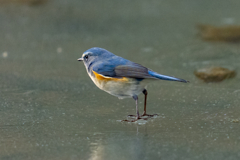 ルリビタキオンアイスショー