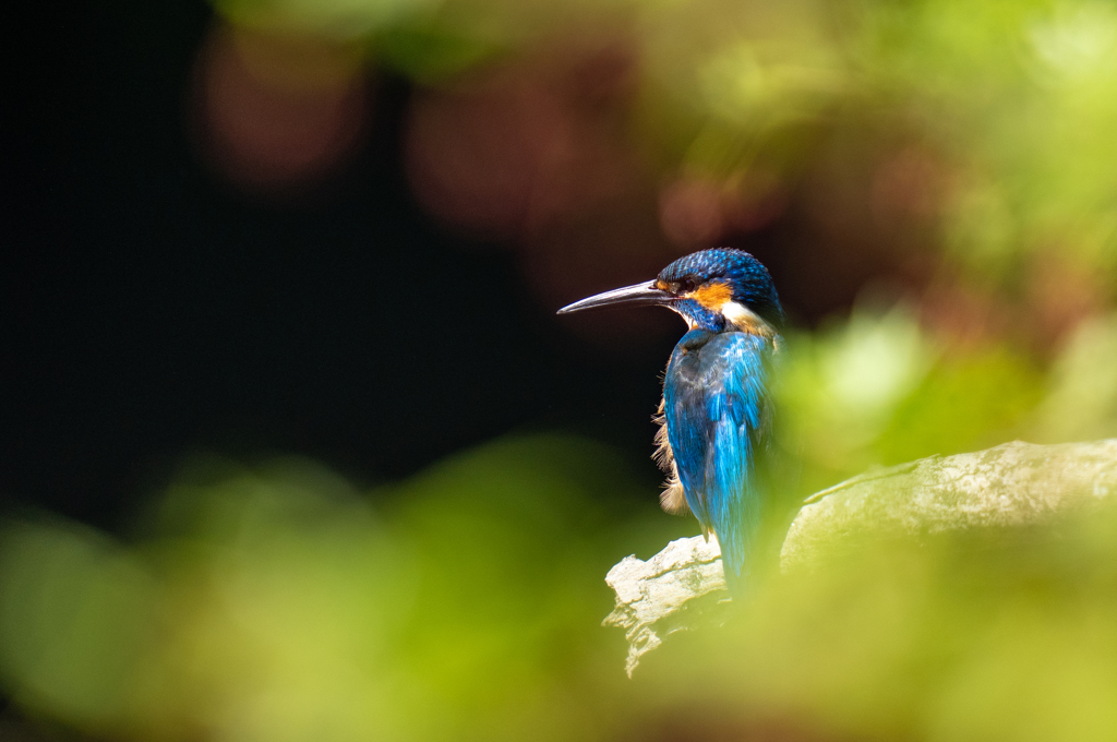 新緑とカワセミ