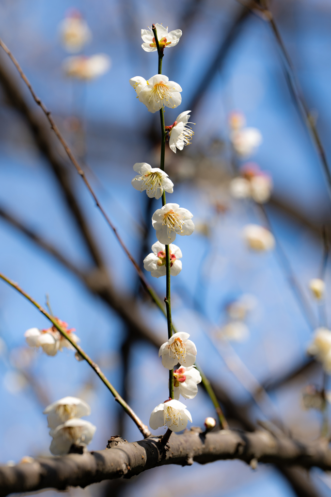 野草の時間