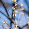 野草の時間