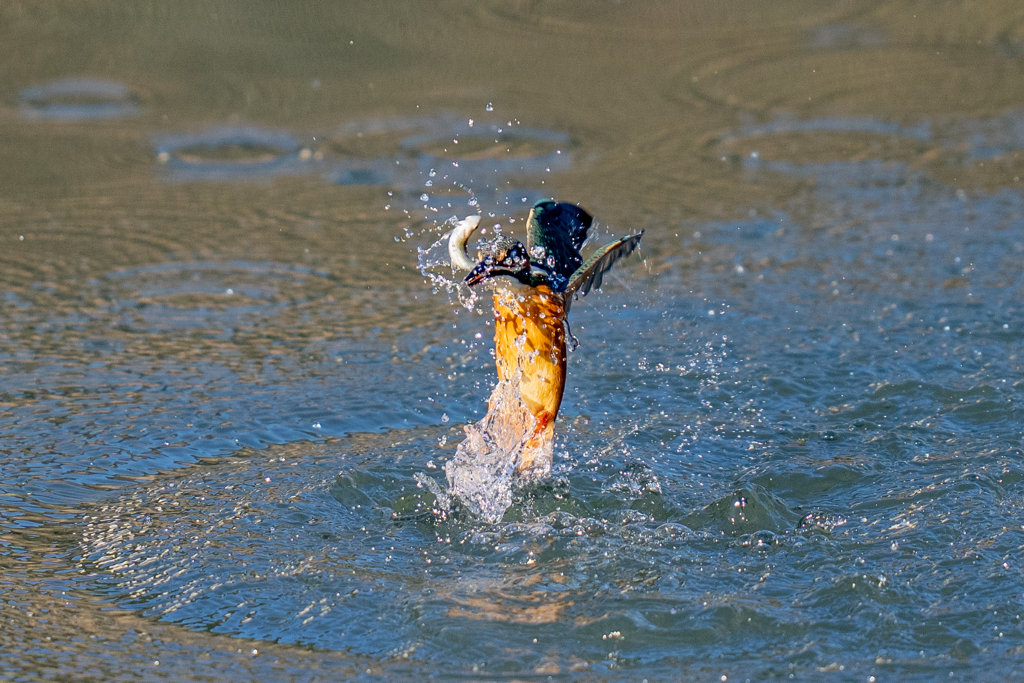 今日のカワセミ