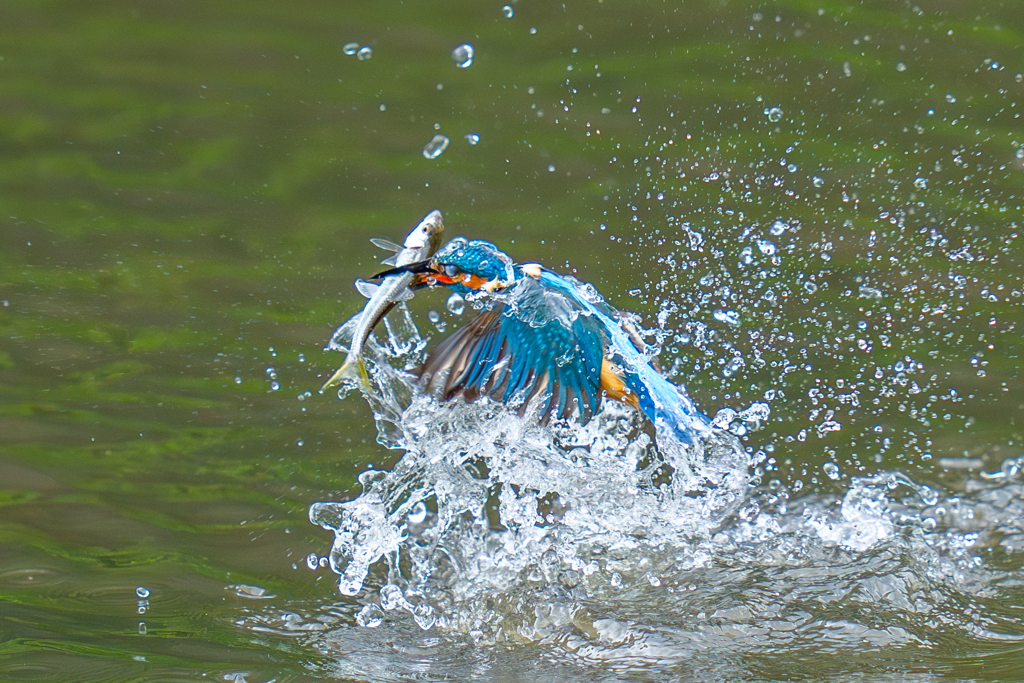 カワセミの生活
