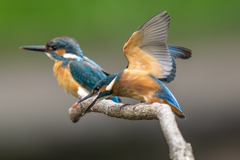 カワセミの生活