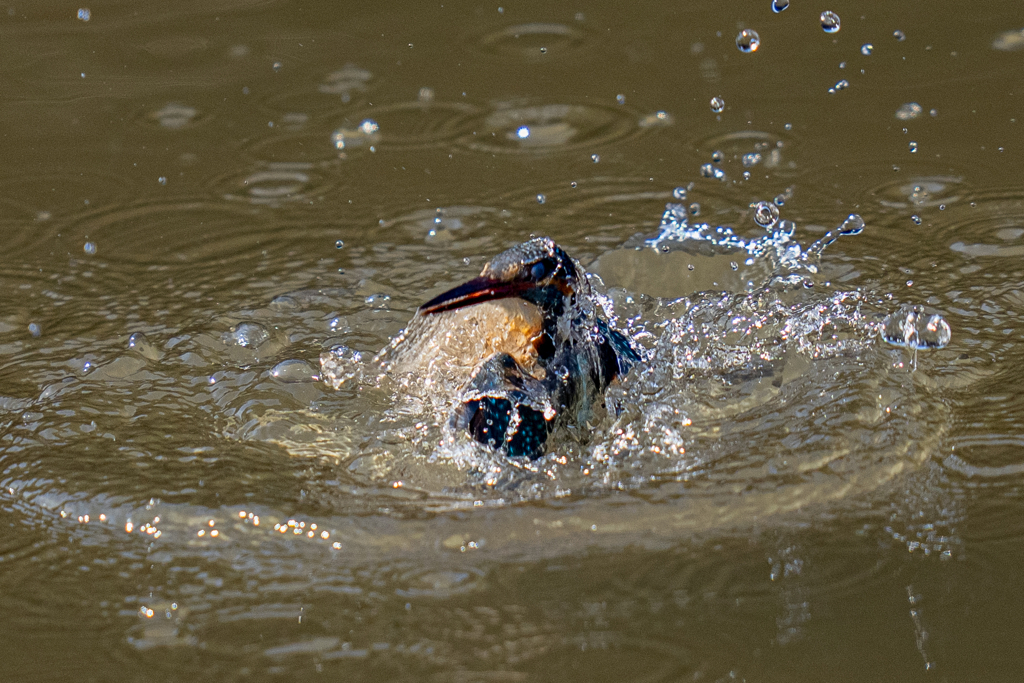今日のカワセミ