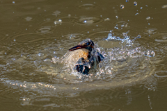 今日のカワセミ