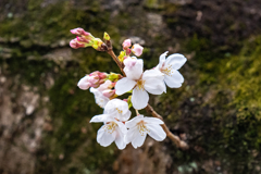 今日の桜