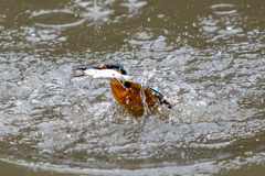 昨日のカワセミ