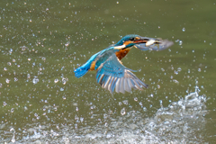今日のカワセミ