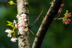 今日の桜