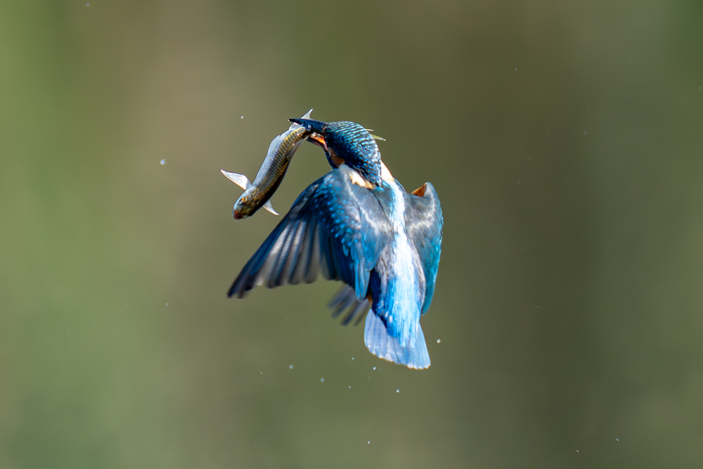 今日のカワセミ