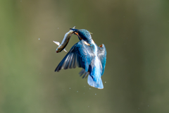 今日のカワセミ