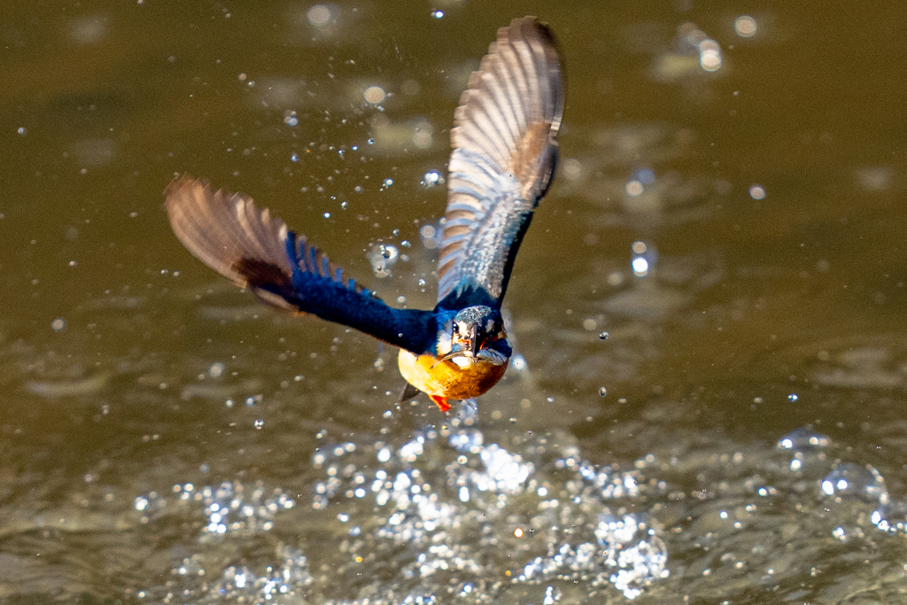 トラッキングカワセミ　お魚付き