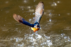 トラッキングカワセミ　お魚付き