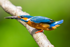 カワセミの生活