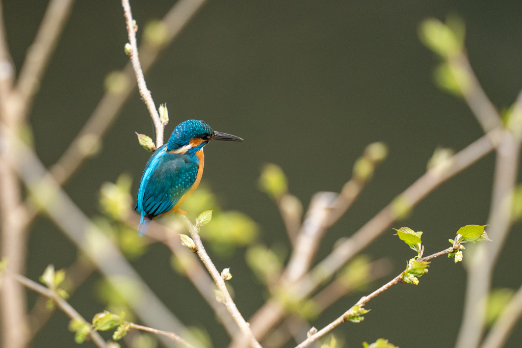 今日のカワセミ