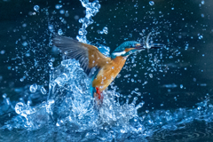 今日のカワセミ　日没