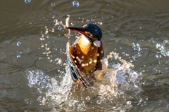 今日のカワセミ　上から