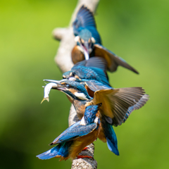 カワセミの生活
